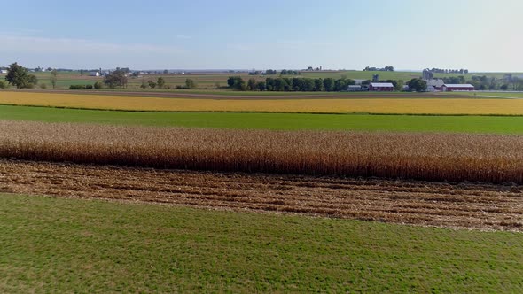 Drone Flight over Agricultural Fields and Corn Ready for Harvest