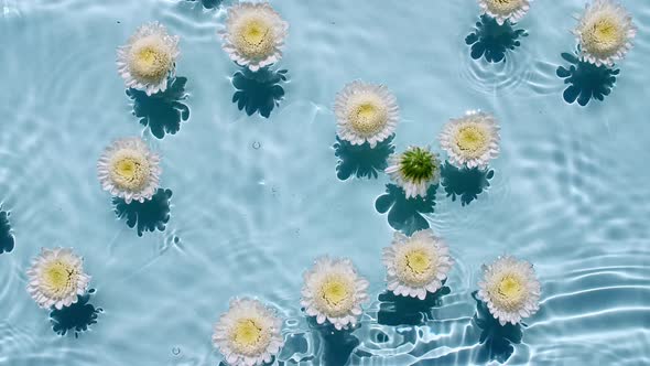 Top View Slow Motion of White Chrysanthemum Flowers on Water Surface and Waves on Blue Background