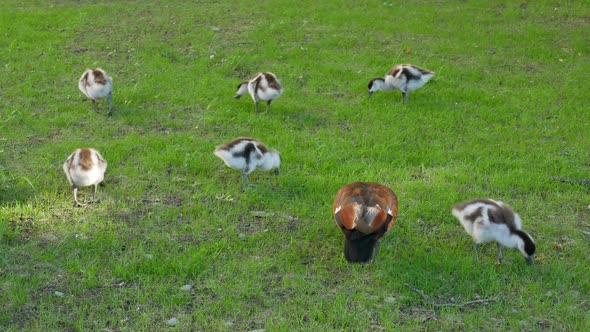 Mallard search for food in the garden at Christchurch