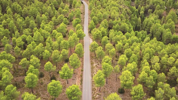 Remote Road Lined With Lush Trees During Daytime. Aerial Drone Shot