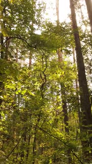 Vertical Video Autumn Forest By Day