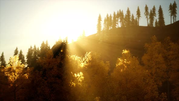 Bright Sunset in the Mountains with Forest alt