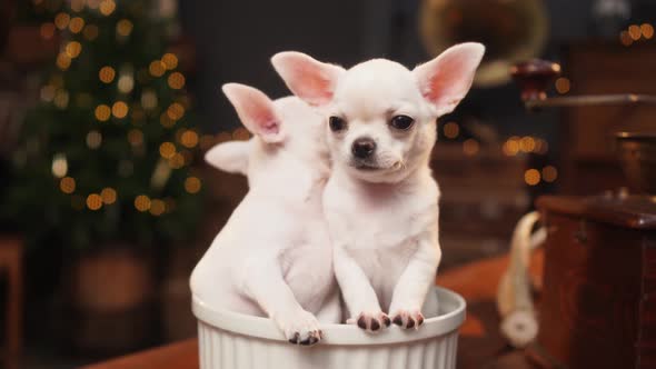 Chihuahua Puppies in a Bowl Against the Background of a Christmas Tree