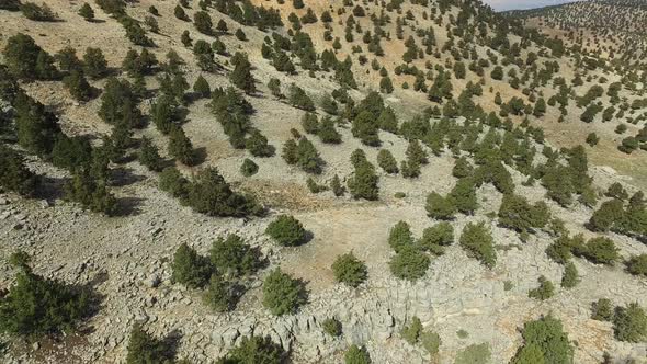 Sparse Trees On Arid Mountain Slope