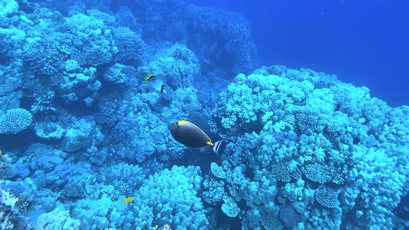 Coral reef in the red sea underwater colorful tropical fish.