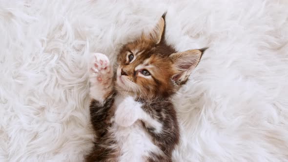 Grey Striped Kitten Wakes Up and Stretches