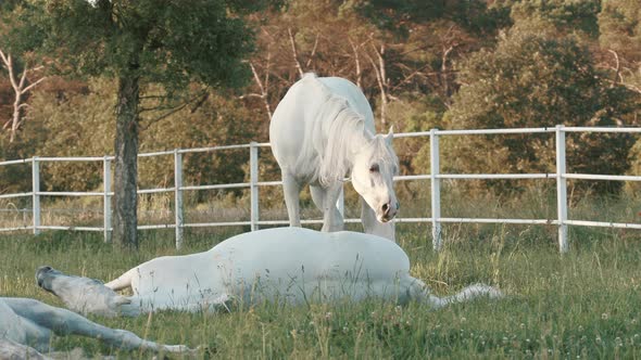 Smooth zoom in of how one horse eats, while another rests on the ground. 4K Pro Res