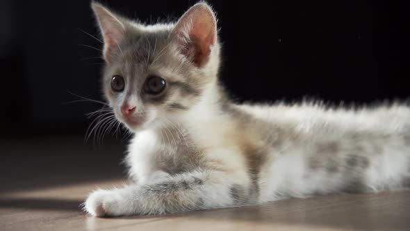 A Surprised Kitten with Big Eyes Lies on the Floor and Looks Around As If It Sees Something