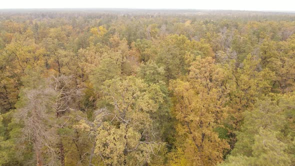 Autumn Forest Landscape with Trees By Day