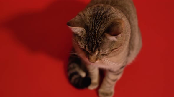 Cute Red Kitten Sitting on Red Background