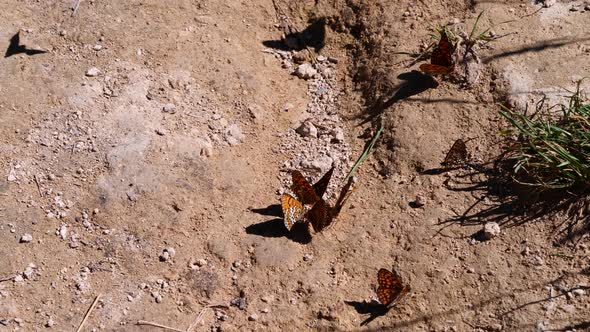 Orange butterflies are looking for food on the ground.