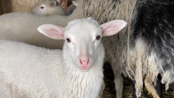 Young white lamb stands against flock looking with interest