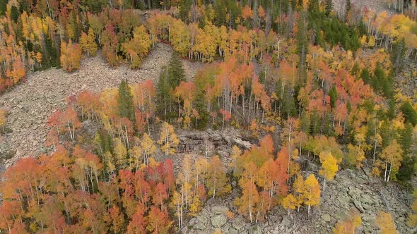 Looking down at rust colored trees from above tilting down to river