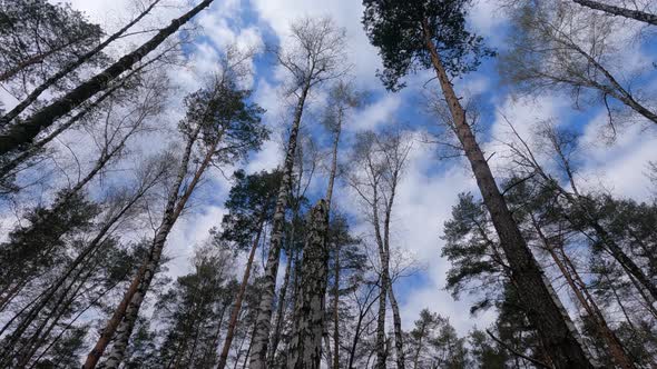 Birch Forest with Birches in the Afternoon