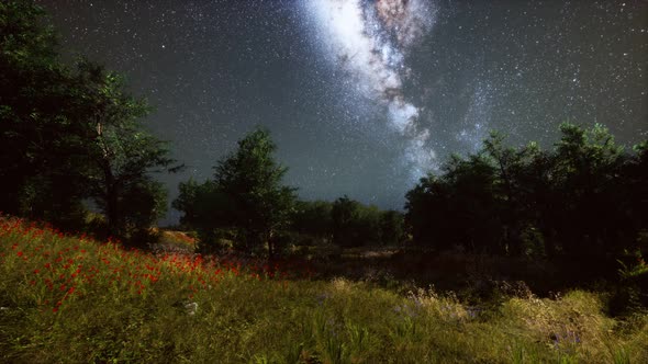 Green Trees Woods In Park Under Night Starry Sky