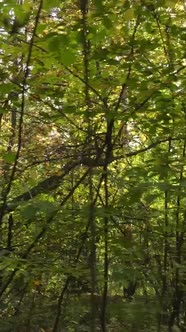 Vertical Video Trees in the Autumn Forest in the Afternoon