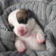 Newborn Puppy Sleeping on Knitted Plaid - VideoHive Item for Sale