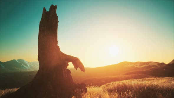 Old Tree Stump Trunk on the Hill at Sunset