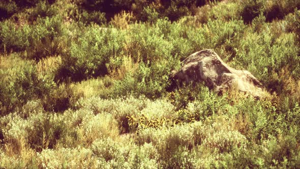 Dried Grass Tufts on Moorland