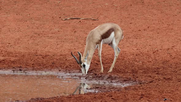 Springbok Antelope Drinking At A Waterhole