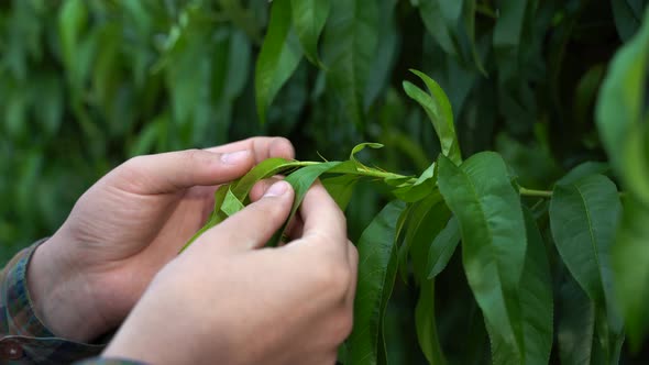 Close Up Hand of a Man Touching Peach Tree