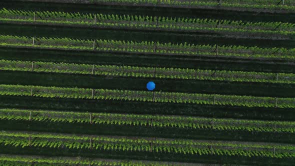Aerial view of a person with an umbrella in a field, Belgium.