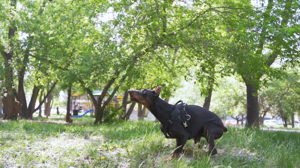 Black Doberman Performs Commands in the Park