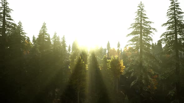 Beautiful Natural Landscapes in Carpathian Mountains alt