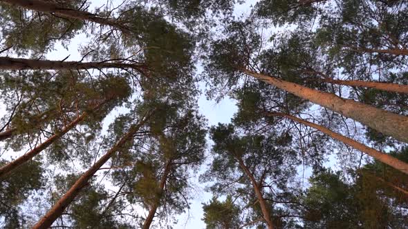 Summer Pine Forest