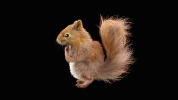 Squirrel Dancing HD