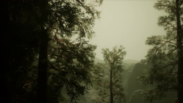 Fog and Pine Trees on Rugged Mountainside and Coming Storm