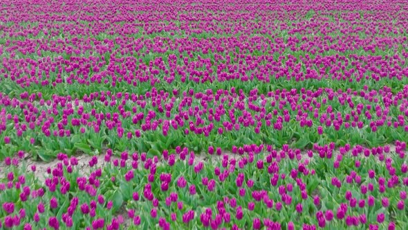 Field of beautiful Purple Tulips ready for picking in northern Holland.