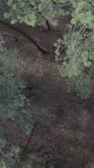 Vertical Video of Pine Forest Aerial View Slow Motion