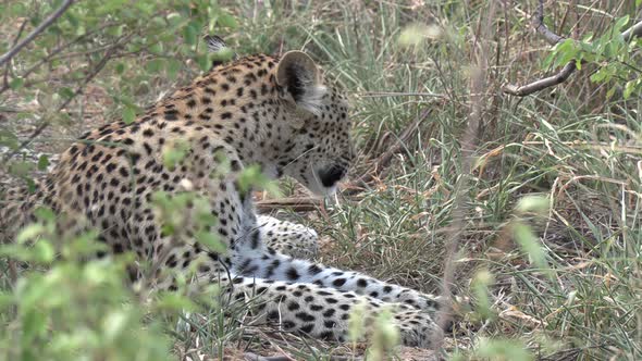 Leopard grooming, stands up and moves off into thickets. Gimbal