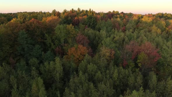 Aerial rising shot over pretty forest at dawn with sun shining on tree's canopy