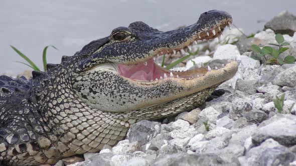 Alligator Close Up