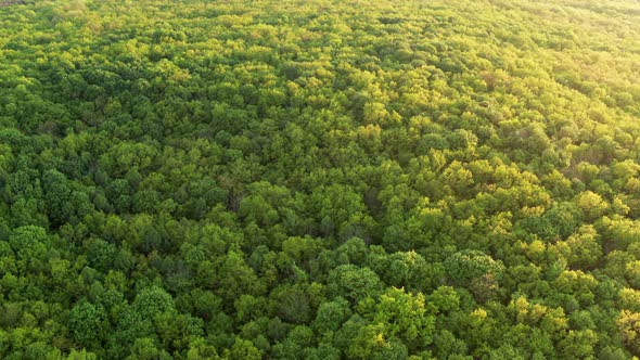 Yellow Sunset Forest