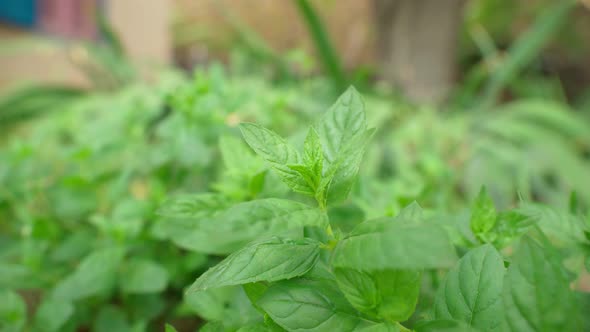 Close Up of Herbs in Garden Close Up of Green Grass Decorative Mint Spring Season