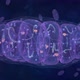 Mitochondria, Cell Organelle That Produces Energy - VideoHive Item for Sale