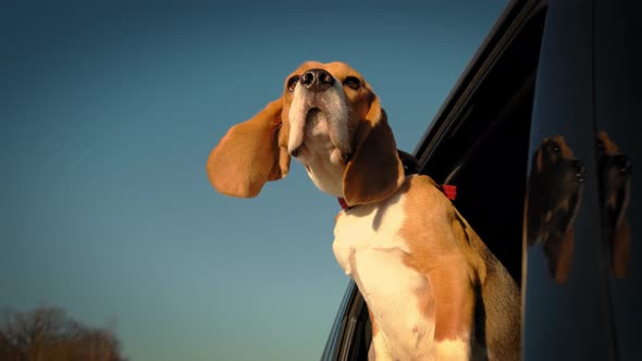 A Curious Beagle Dog Looks Out the Car Window Which Rides Through a Small Town