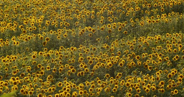Sunflowers In Summer Field. Beautiful Big Yellow Sunflower Flowers Sways In Wind