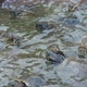 Dozens of Little Turtles Swimming and Creeping the Shore on a Sunny Day in Summer - VideoHive Item for Sale
