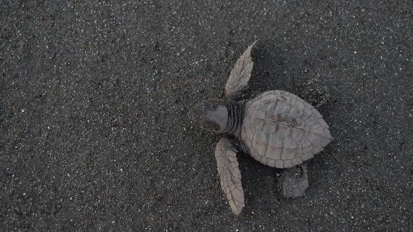 Atlantic Ridley Sea Baby Turtle Crossing the Beach