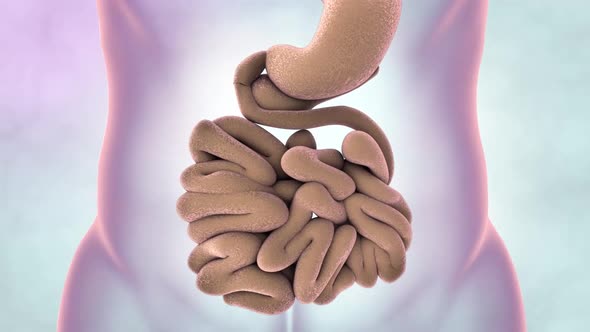 digestivesystemstomachandintestine.mov