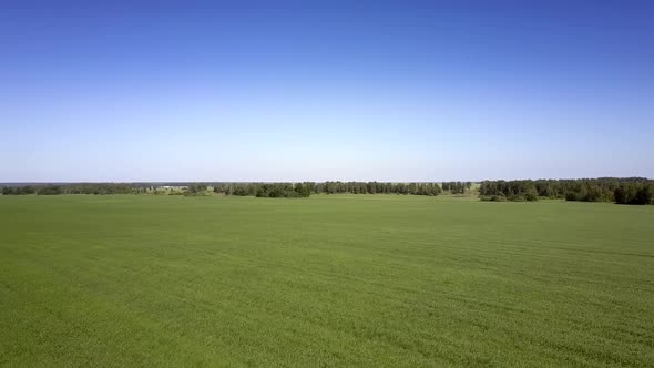 Country Area with Forest on Horizon and Boundless Field