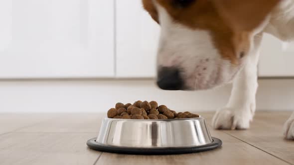 Dog Beagle Eating Granule From Metal Bowl at Home