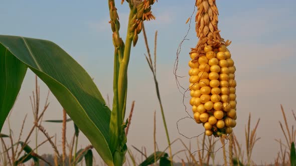 An Ear of Yellow Corn on a Green Stalk is Ready for Harvest