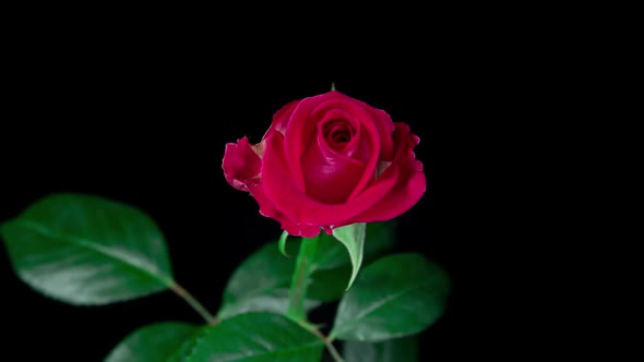 Timelapse of Red Rose Growing Blossom From Bud to Big Flower