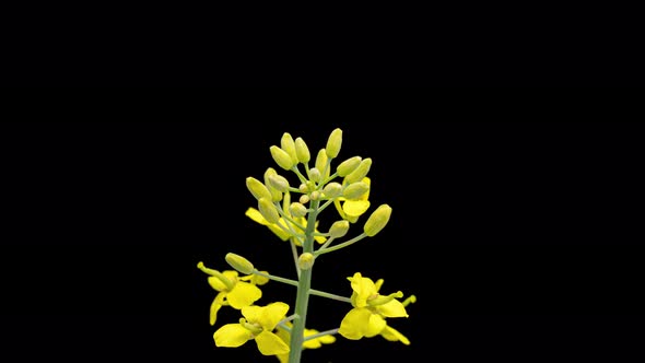 Time Lapse of Rapeseed Flowers on Black