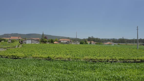 Green Vineyards Aerial View 19